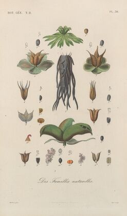 Traité de botanique générale Pl.087