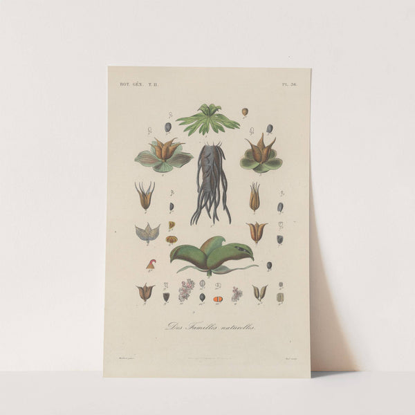 Traité de botanique générale Pl.087 by François Hérincq