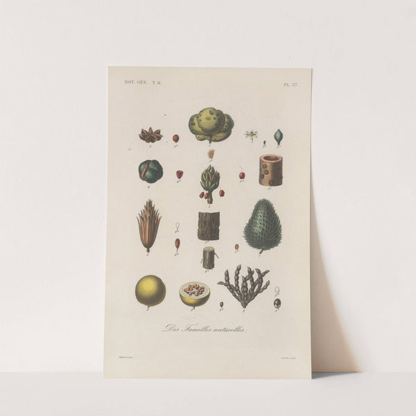 Traité de botanique générale Pl.088 by François Hérincq