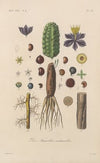 Traité de botanique générale Pl.089