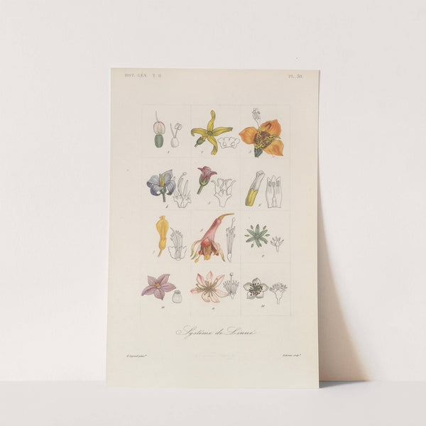 Traité de botanique générale Pl.090 by François Hérincq