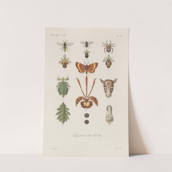 Traité de botanique générale Pl.093 by François Hérincq