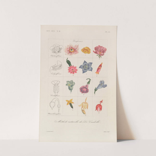 Traité de botanique générale Pl.096 by François Hérincq