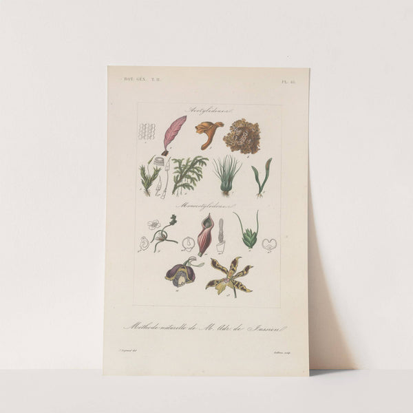 Traité de botanique générale Pl.099 by François Hérincq