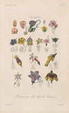 Traité de botanique générale Pl.100