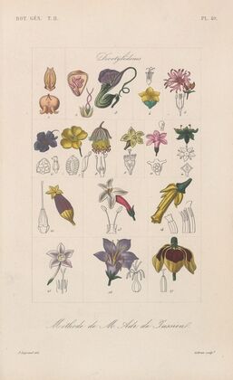 Traité de botanique générale Pl.100
