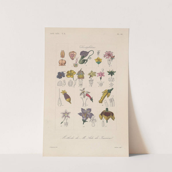 Traité de botanique générale Pl.100 by François Hérincq