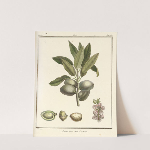 Traité des arbres fruitiers Pl.01 (1768) by Henri-Louis Duhamel du Monceau