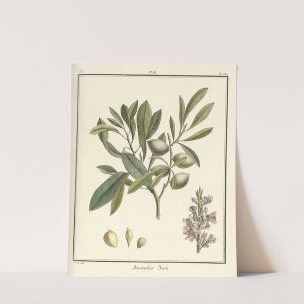 Traité des arbres fruitiers Pl.03 (1768) by Henri-Louis Duhamel du Monceau
