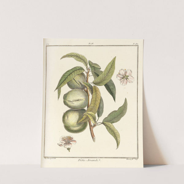 Traité des arbres fruitiers Pl.04 (1768) by Henri-Louis Duhamel du Monceau