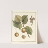 Traité des arbres fruitiers Pl.05 (1768) by Henri-Louis Duhamel du Monceau