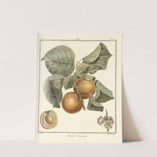 Traité des arbres fruitiers Pl.06 (1768) by Henri-Louis Duhamel du Monceau