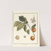 Traité des arbres fruitiers Pl.07 (1768) by Henri-Louis Duhamel du Monceau
