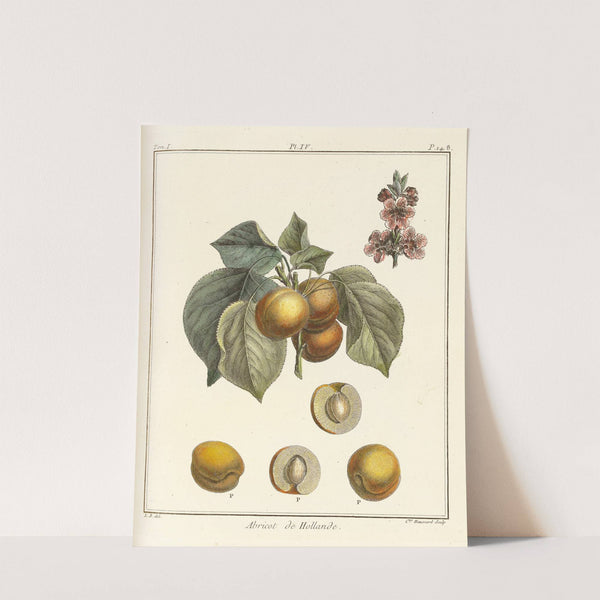 Traité des arbres fruitiers Pl.08 (1768) by Henri-Louis Duhamel du Monceau