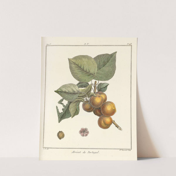Traité des arbres fruitiers Pl.09 (1768) by Henri-Louis Duhamel du Monceau