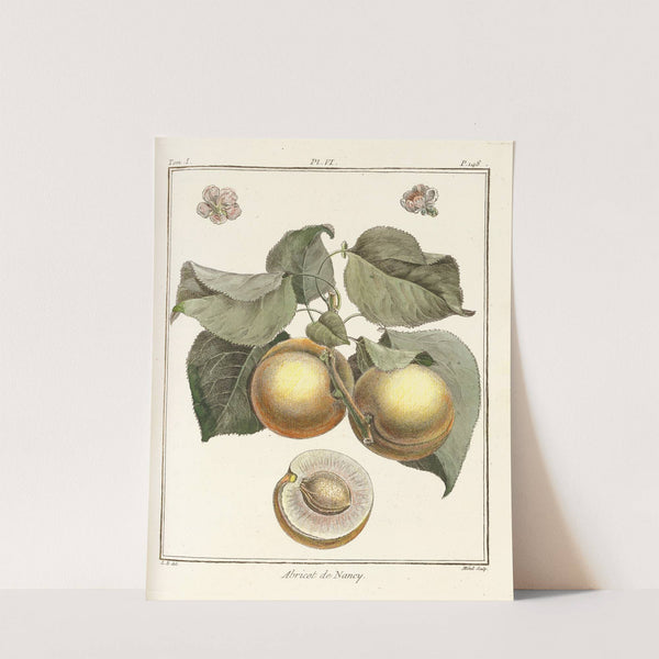 Traité des arbres fruitiers Pl.10 (1768) by Henri-Louis Duhamel du Monceau