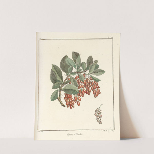Traité des arbres fruitiers Pl.11 (1768) by Henri-Louis Duhamel du Monceau