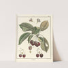 Traité des arbres fruitiers Pl.12 (1768) by Henri-Louis Duhamel du Monceau