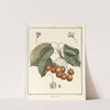 Traité des arbres fruitiers Pl.13 (1768) by Henri-Louis Duhamel du Monceau