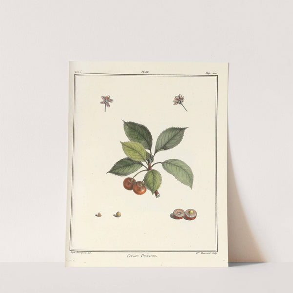 Traité des arbres fruitiers Pl.14 (1768) by Henri-Louis Duhamel du Monceau