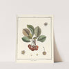 Traité des arbres fruitiers Pl.15 (1768) by Henri-Louis Duhamel du Monceau