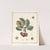 Traité des arbres fruitiers Pl.15 (1768) by Henri-Louis Duhamel du Monceau