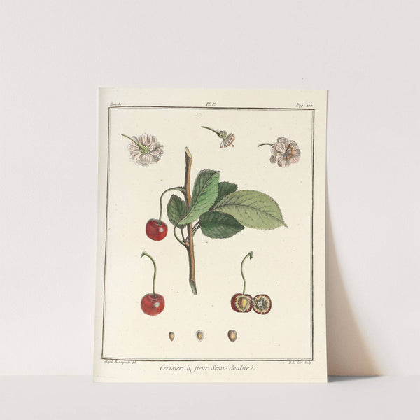 Traité des arbres fruitiers Pl.16 (1768) by Henri-Louis Duhamel du Monceau