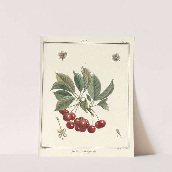 Traité des arbres fruitiers Pl.17 (1768) by Henri-Louis Duhamel du Monceau
