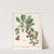 Traité des arbres fruitiers Pl.18 (1768) by Henri-Louis Duhamel du Monceau