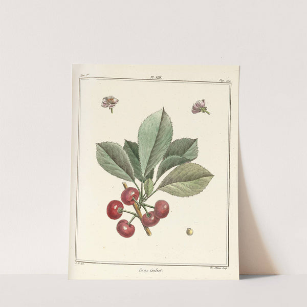 Traité des arbres fruitiers Pl.19 (1768) by Henri-Louis Duhamel du Monceau
