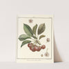 Traité des arbres fruitiers Pl.20 (1768) by Henri-Louis Duhamel du Monceau