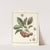 Traité des arbres fruitiers Pl.20 (1768) by Henri-Louis Duhamel du Monceau