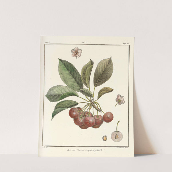 Traité des arbres fruitiers Pl.20 (1768) by Henri-Louis Duhamel du Monceau
