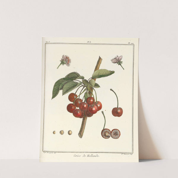 Traité des arbres fruitiers Pl.21 (1768) by Henri-Louis Duhamel du Monceau