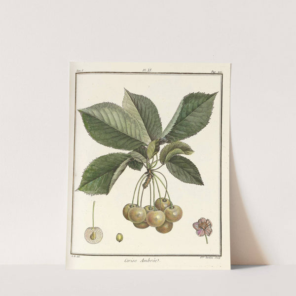 Traité des arbres fruitiers Pl.22 (1768) by Henri-Louis Duhamel du Monceau