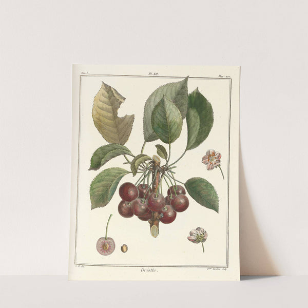 Traité des arbres fruitiers Pl.23 (1768) by Henri-Louis Duhamel du Monceau