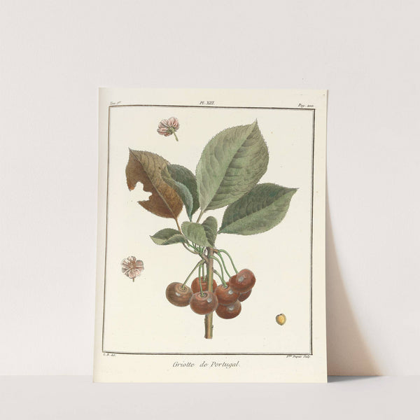 Traité des arbres fruitiers Pl.24 (1768) by Henri-Louis Duhamel du Monceau