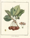Traité des arbres fruitiers Pl.25 (1768)
