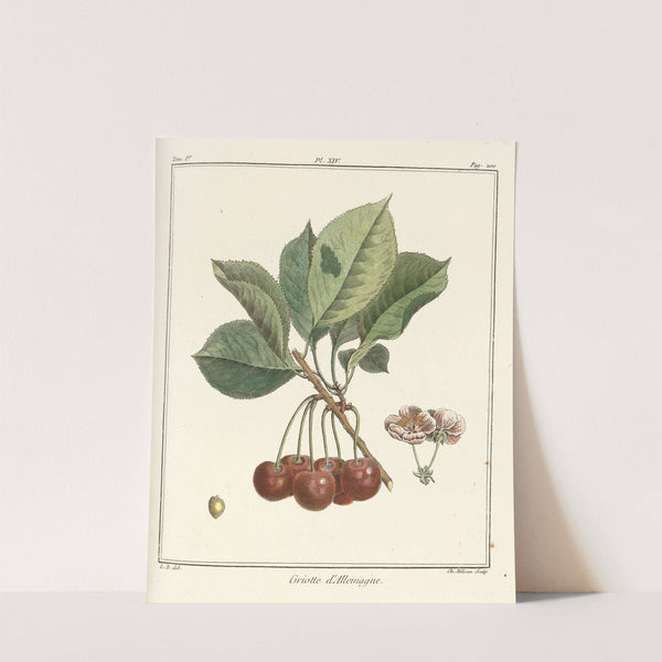 Traité des arbres fruitiers Pl.25 (1768) by Henri-Louis Duhamel du Monceau