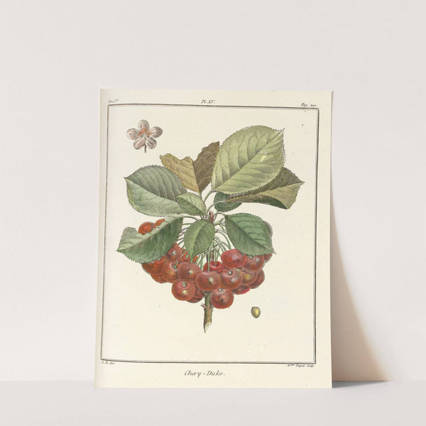 Traité des arbres fruitiers Pl.26 (1768) by Henri-Louis Duhamel du Monceau