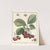 Traité des arbres fruitiers Pl.27 (1768) by Henri-Louis Duhamel du Monceau
