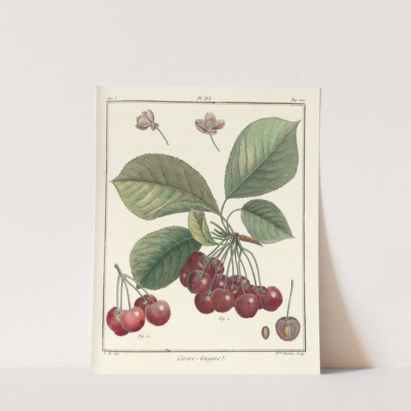 Traité des arbres fruitiers Pl.27 (1768) by Henri-Louis Duhamel du Monceau