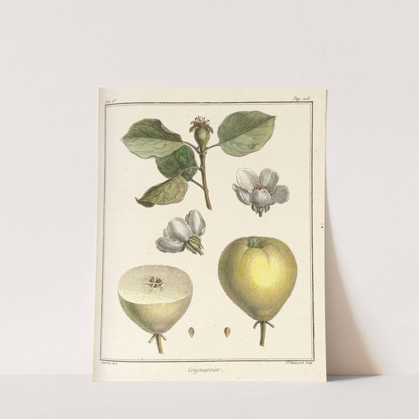 Traité des arbres fruitiers Pl.28 (1768) by Henri-Louis Duhamel du Monceau