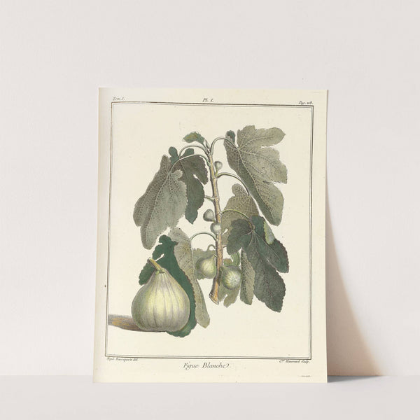Traité des arbres fruitiers Pl.29 (1768) by Henri-Louis Duhamel du Monceau