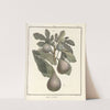 Traité des arbres fruitiers Pl.30 (1768) by Henri-Louis Duhamel du Monceau