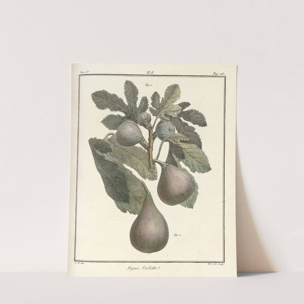 Traité des arbres fruitiers Pl.30 (1768) by Henri-Louis Duhamel du Monceau