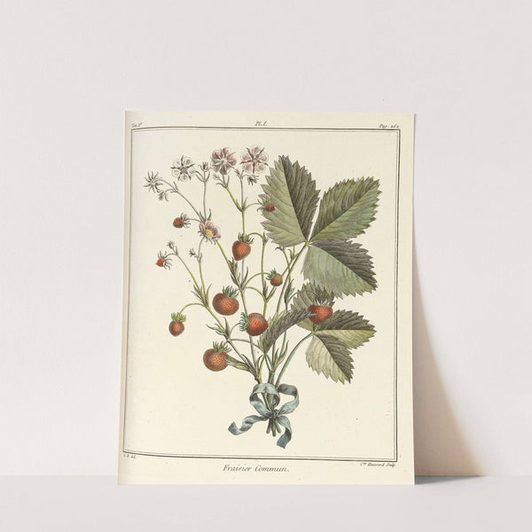 Traité des arbres fruitiers Pl.31 (1768) by Henri-Louis Duhamel du Monceau