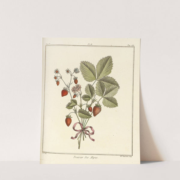 Traité des arbres fruitiers Pl.32 (1768) by Henri-Louis Duhamel du Monceau