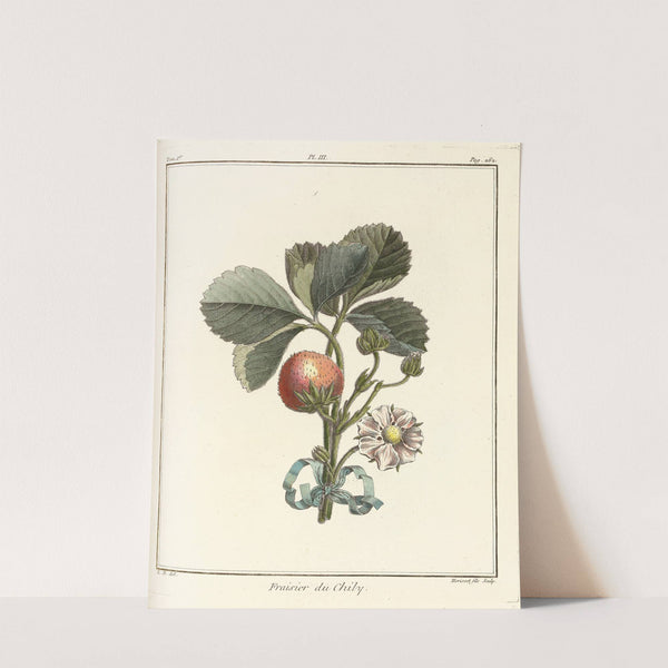 Traité des arbres fruitiers Pl.33 (1768) by Henri-Louis Duhamel du Monceau
