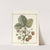 Traité des arbres fruitiers Pl.34 (1768) by Henri-Louis Duhamel du Monceau